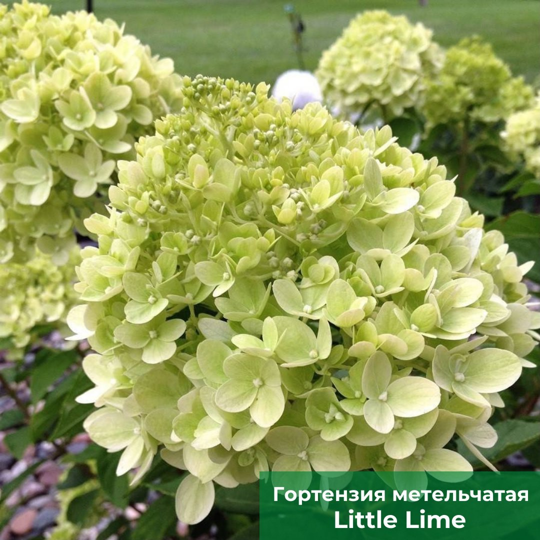  Гортензия метельчатая Little Lime