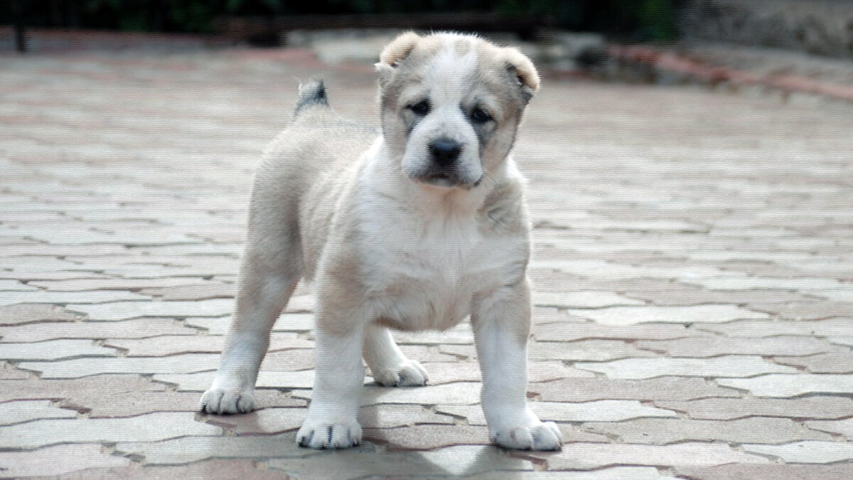 источник фото: mypets24.com