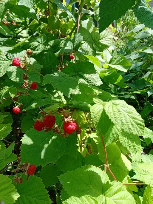 малина на кустах