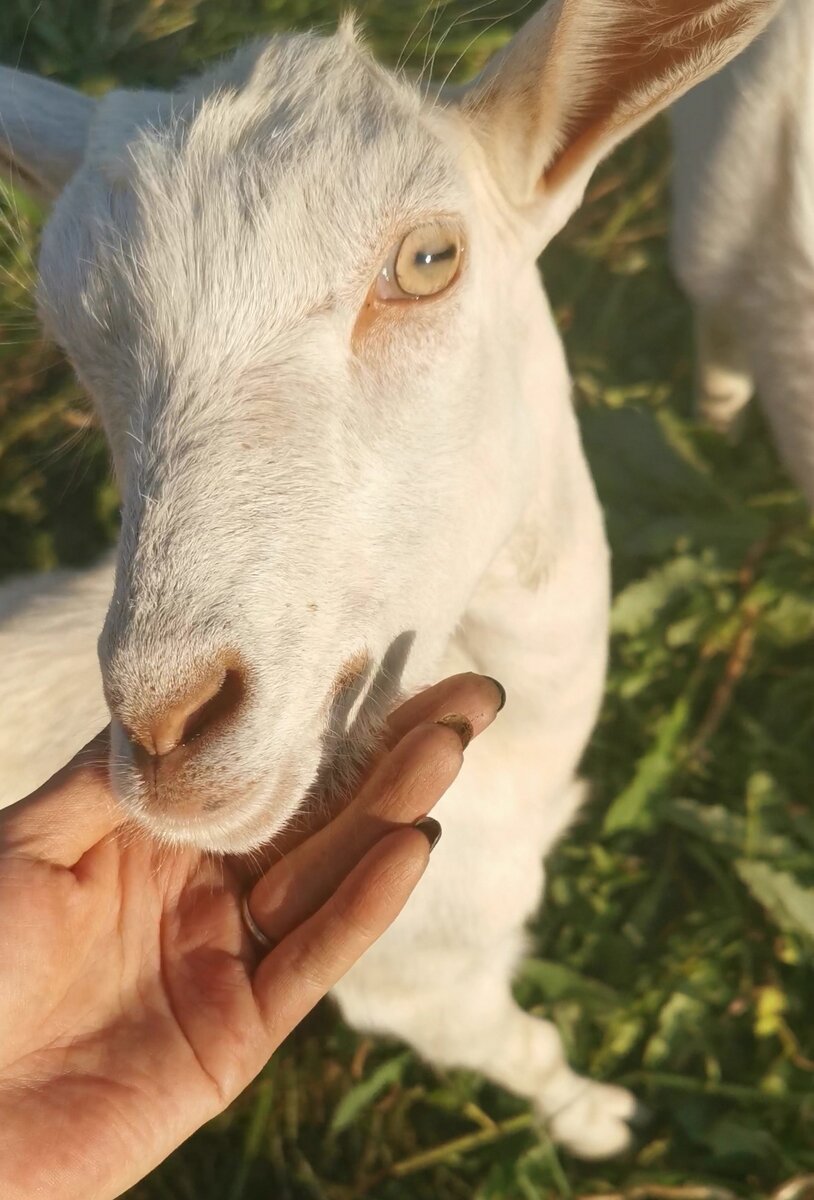 Моя любимая коза Манюня