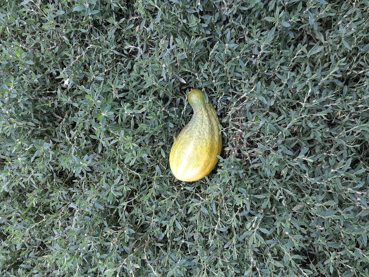 Недостаток азота.