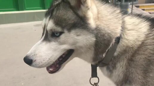 Щенята хаски 12. Хаски 12. Хаски 12к тяги. Фото собаки на сером ламинате. Хошхоног хаски.