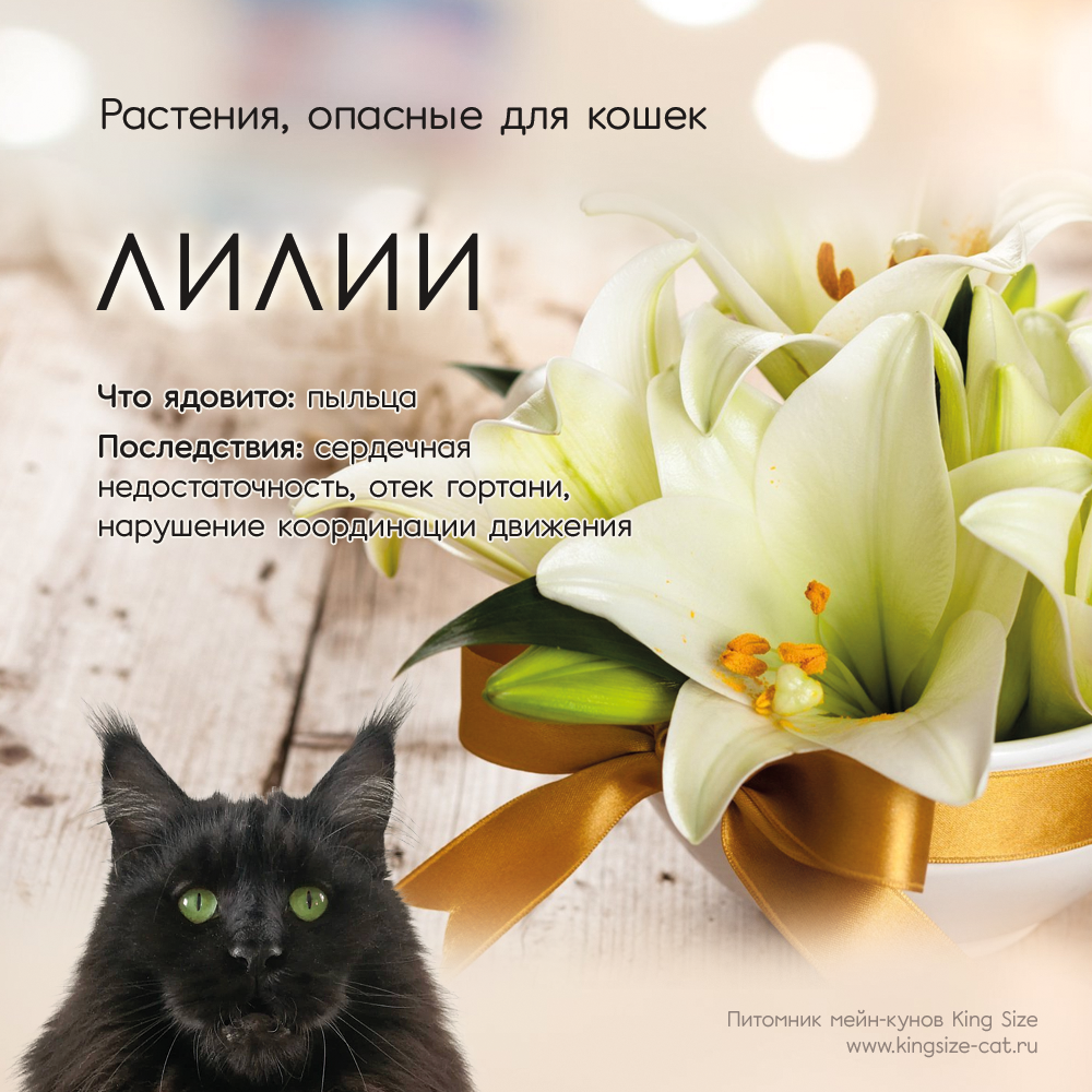 Растения, ядовитые для кошек. Лилии.