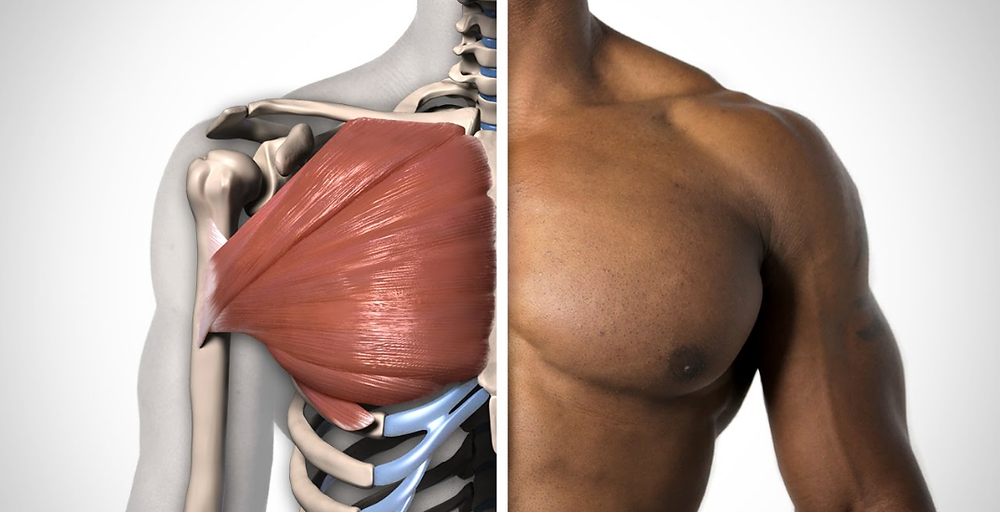 Почему дергается плечо. Pectoralis мышца. Pectoralis Major. Малая грудная мышца анатомия. Большая грудная мышца.