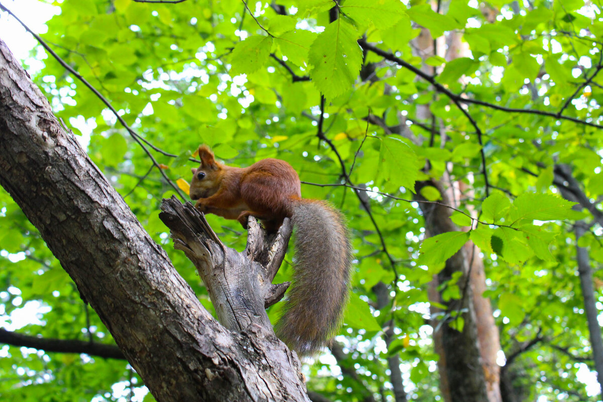 У белки всегда есть силы (фото сделано в Горьковском парке г. Казань)