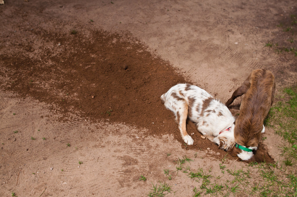 Почему собака прячет. Собака копает. Собака роет яму в огороде. Собака копает ямы во дворе.
