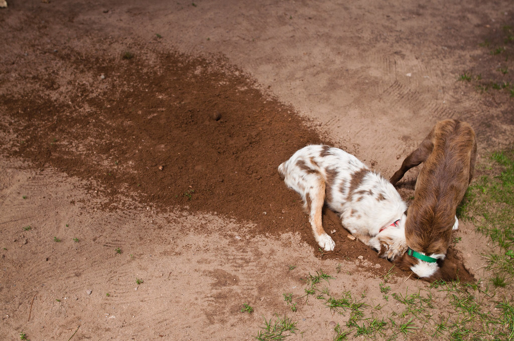 Dog dug. Собака на земле. Собака роет землю.