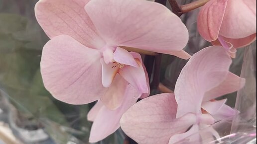 ЗАЧАРОВАНА орхидеями из Леруа окт.22г Особенная орхидея.