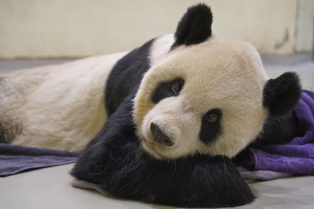    Панда умерла 19 ноября после непродолжительной болезни / © Taipei Zoo via AP