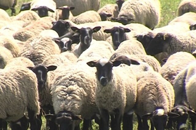    Романовская овца Yarregion.ru