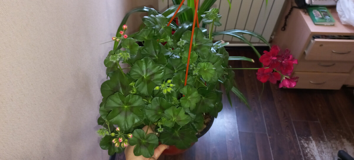 плющелистные красотки