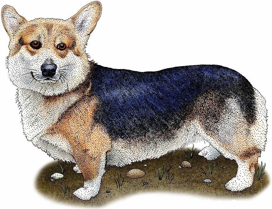  Вельш-корги пемброк - это небольшая, крепкая порода собак, которая зародилась в Уэльсе, Великобритания. Эти собаки известны своими короткими лапами, длинным телом и дружелюбным характером.