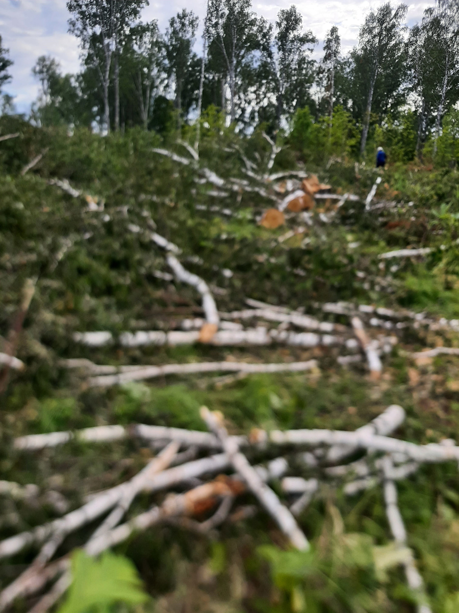 Берегите лес!