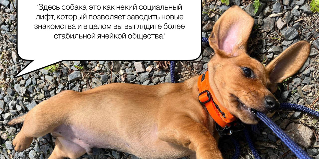 "А вот в Европе..". О содеражании, тех самых налогах, приютах, дрессировке собак и многом другом