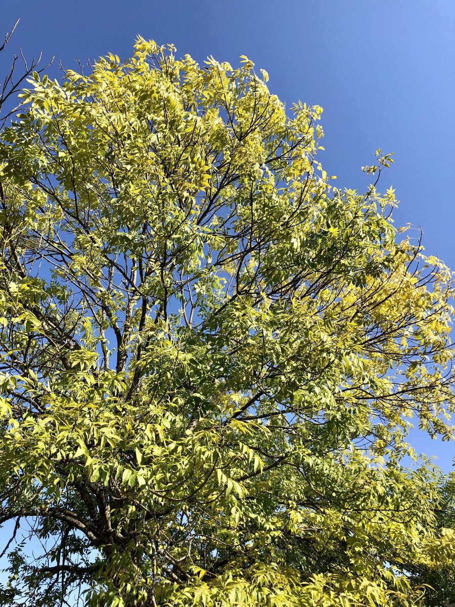 Небесное дерево