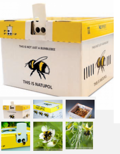 Шмели для опыления растений в теплоице с домиком phosting.ru