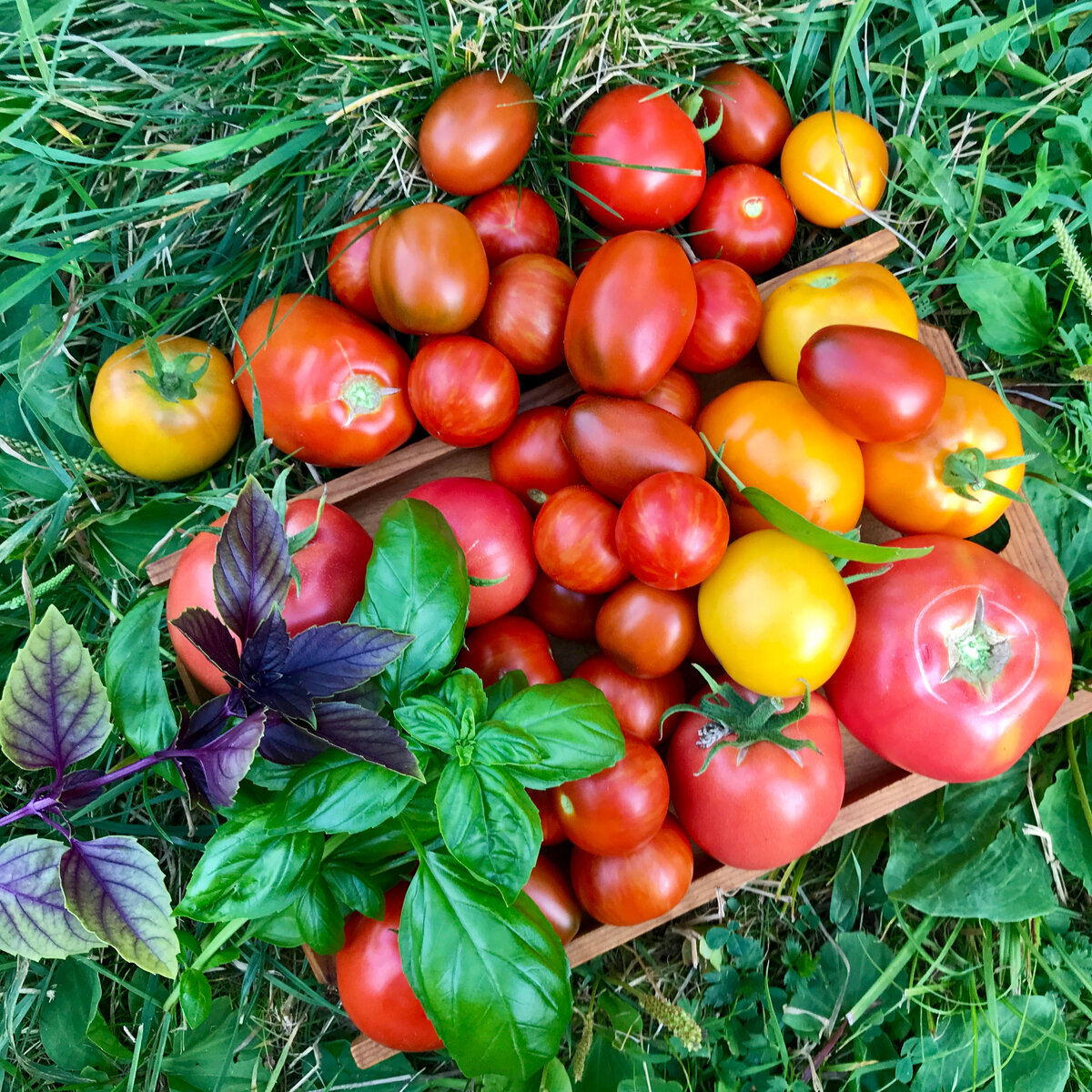 Помидоры с дачной грядки