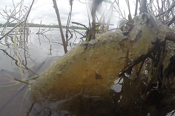 Подготовка пруда к паводку - сброс воды. Икра гибнет.