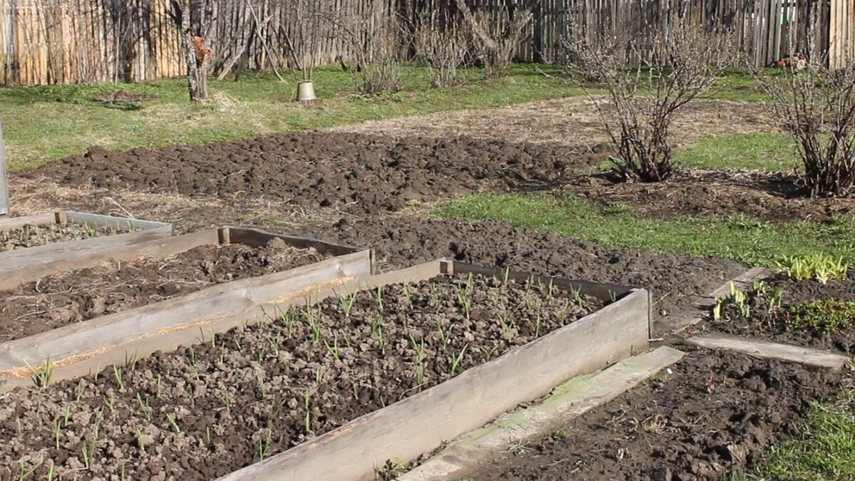 Обязательные огородные работы в апреле. | Люблю дачу. | Дзен