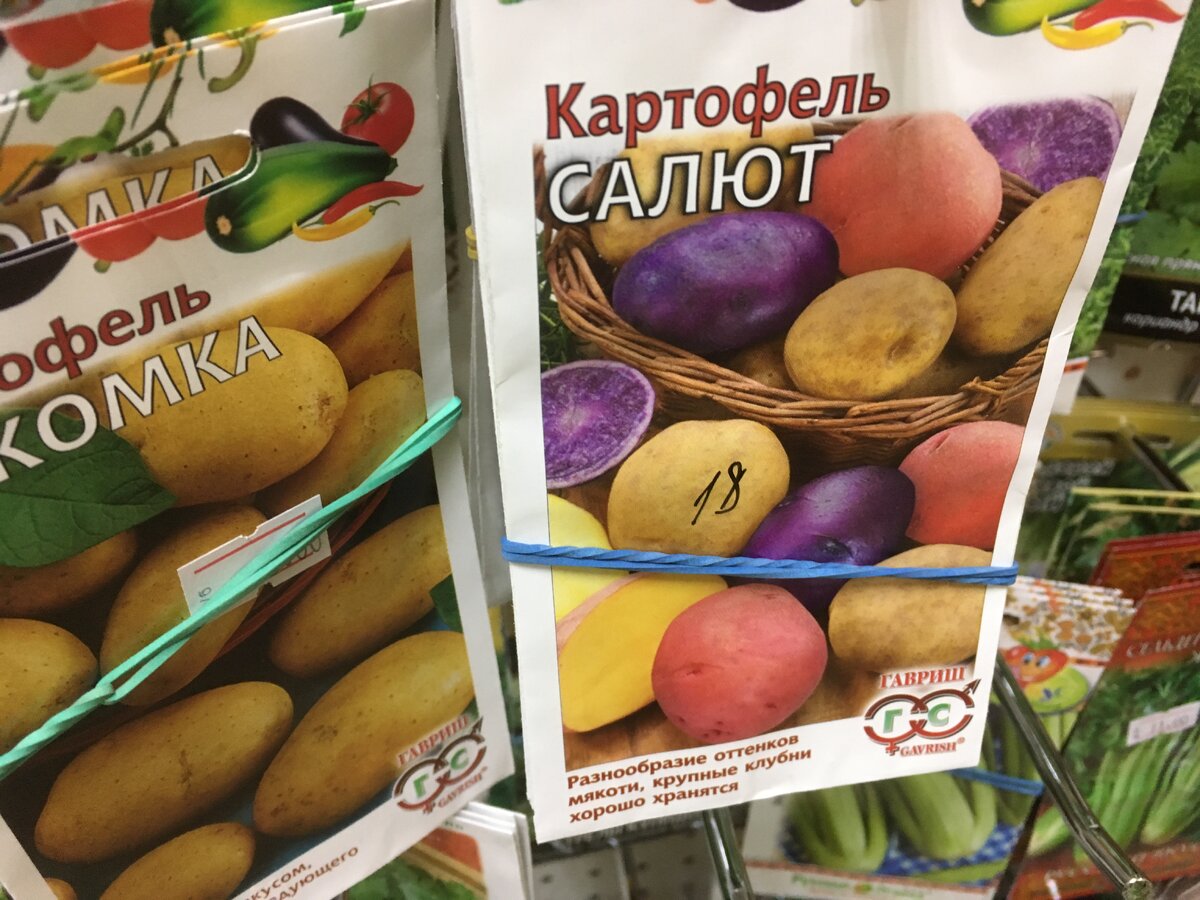 Московский картофель семенной. Семена картошки салют.