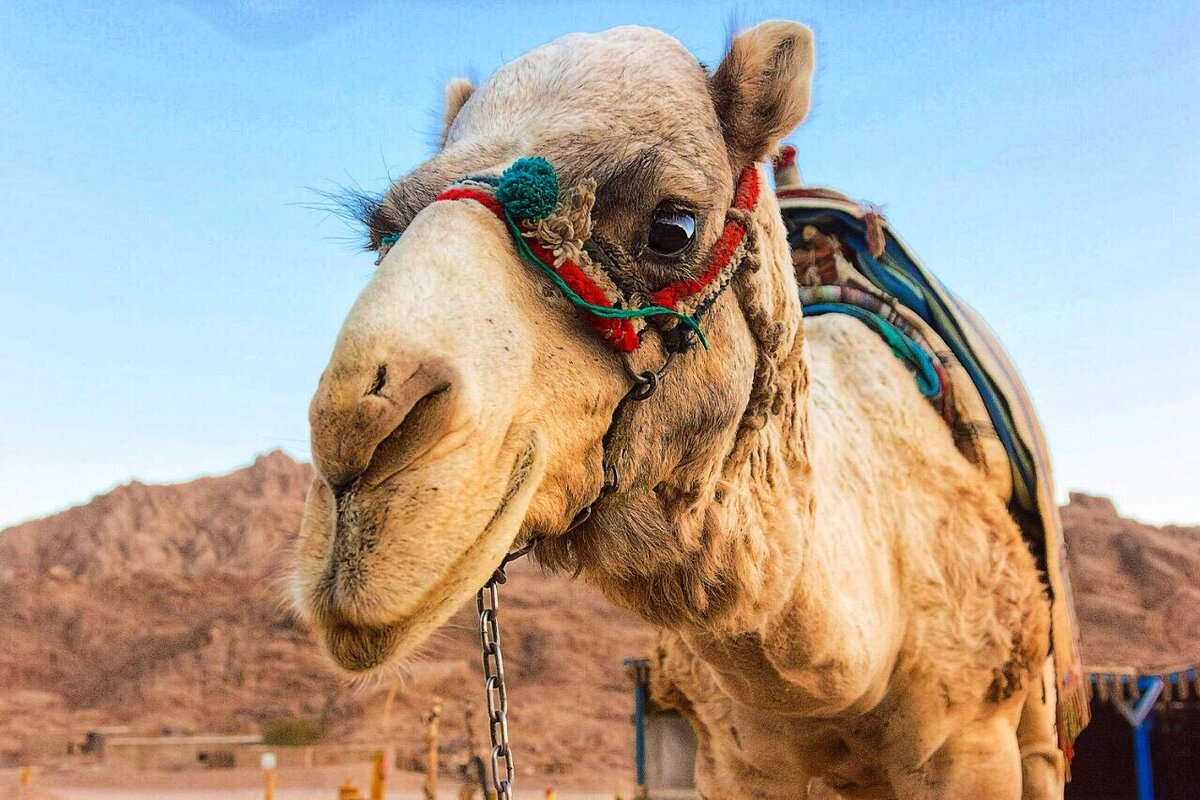 Египетский верблюд