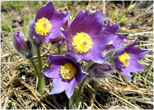 Самый прекрасный первоцвет