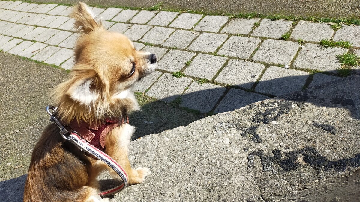 Люсе Марковне 7,5 месяцев (фото автора)