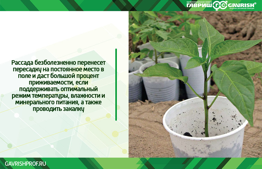 Закаливание рассады перцев при какой температуре. Температура для рассады помидор для закаливания рассады. Температурный режим при выращивании рассады перца. Температура для рассады помидор и перца. Закаливание рассады перцев при какой температуре.