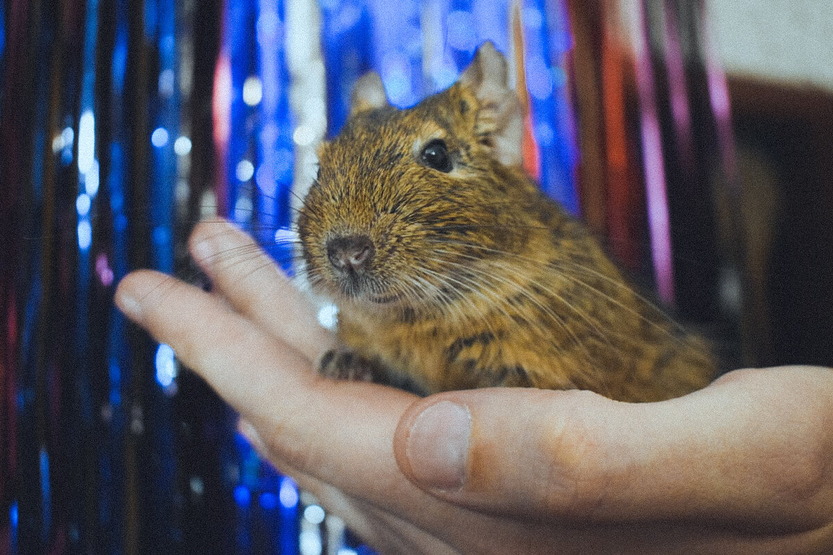 Привет всем, я чилийская белочка по имени Булка