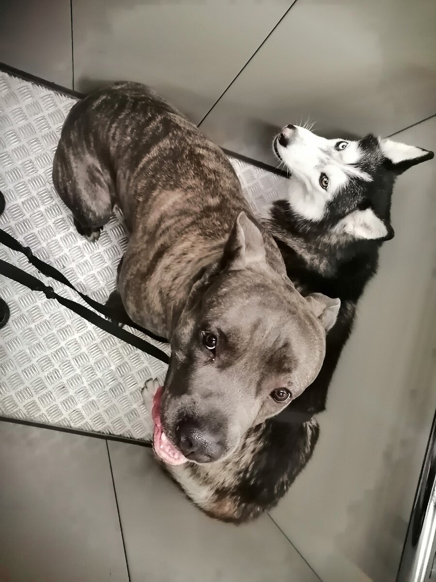 Тот самый момент ожидания. Хаска на всякий случай прижалась к стенке лифта. 