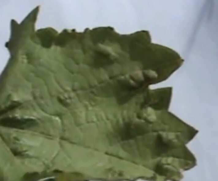 Лицевая сторона листа, поврежденного зуднем