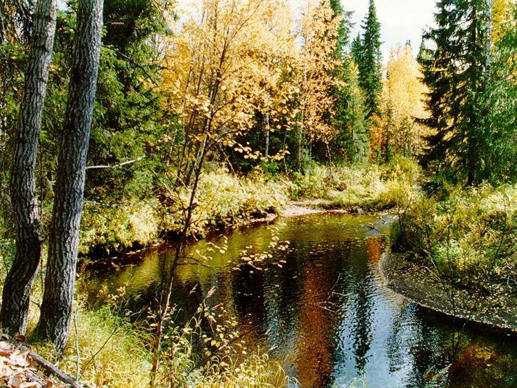 Яндекс картинки, свободный доступ