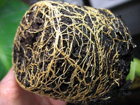  Если ком земли плотный, с торчащими корешками, то растение пора пересаживать 