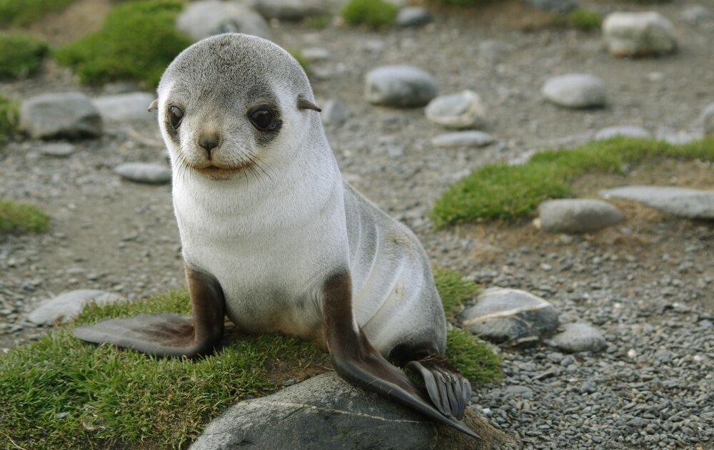 Милый тюлень