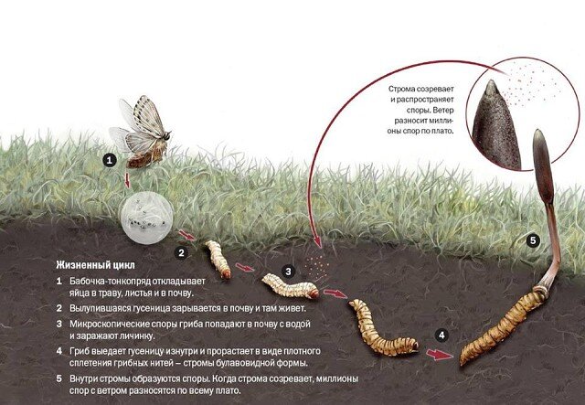Жизненный цикл кордицепса