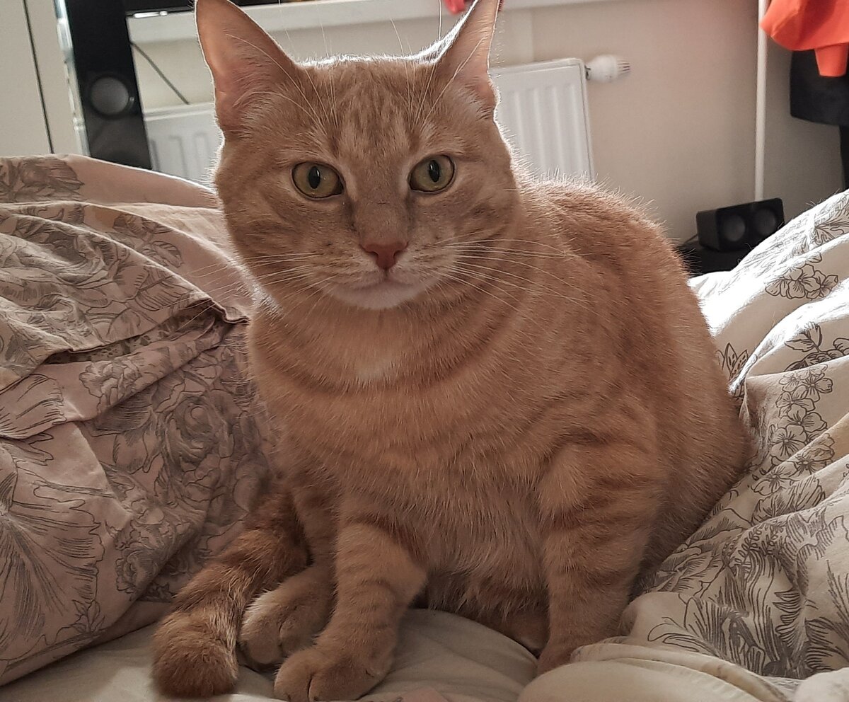 Когда кот - охотник))Бывают намордники для котов? | Записки о Скизи | Дзен