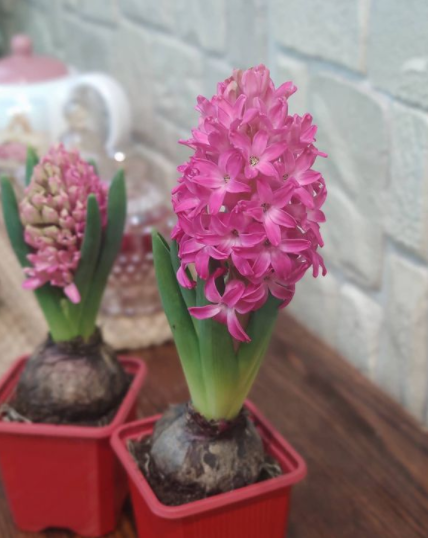 Сохраняя и высаживая подаренные гиацинты, можно через несколько лет вырастить целую веселую полянку.