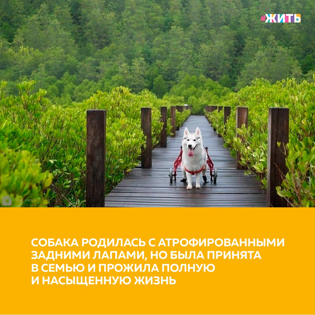 С первого взгляда и не скажешь, что эта собака чем-то отличается от других собак своей породы. Но все же у нее есть одно отличие - она родилась без лап. Еще будучи щенком она даже не могла стоять, казалось, что уже и не сможет жить нормальной жизнью. К счастью, о хаски узнала ее будущая хозяйка🤗 
Конечно, поначалу девушке было тяжело. Но, как она говорит, собака оказалась "игривой и сильной". И несмотря на инвалидность, с удовольствием гоняет мячик и играет с другом-сородичем😻

Эта собачка по-настоящему счастлива и ее фотографии также светятся положительной энергией. Посмотрите и убедитесь в этом сами🙌

Друзья, поддержим эту жизнерадостную красавицу и ее хозяйку🙏

#жить #проектжить #животные