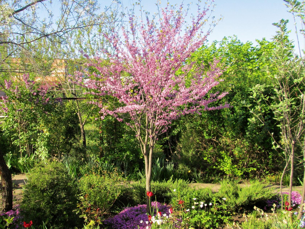 01.05.2018. Церцис канадский. 