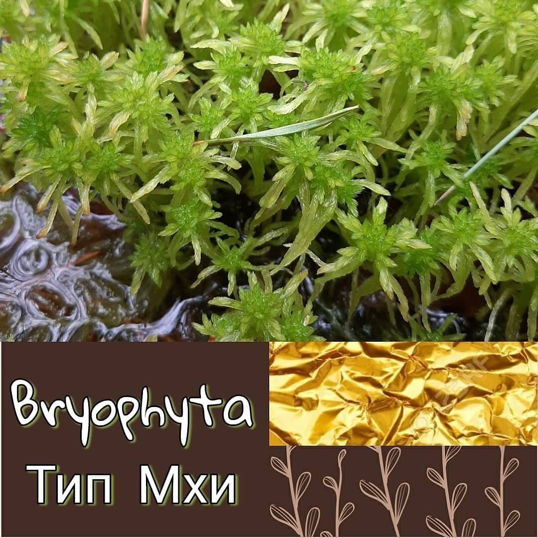 Сфагнум, д. Быково, Нижегородская область