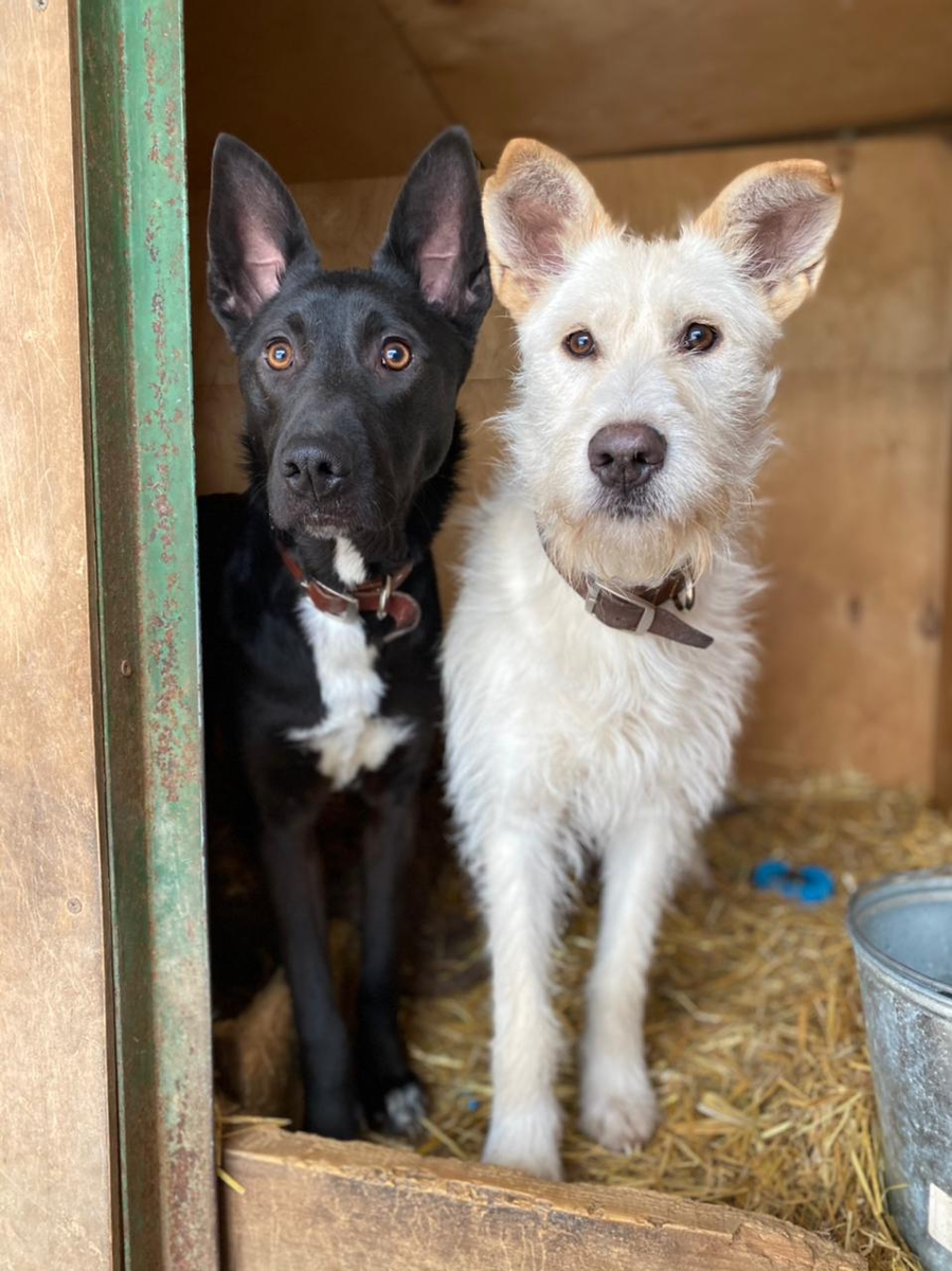 Самбука (черненькая), Биша (блондинка)
