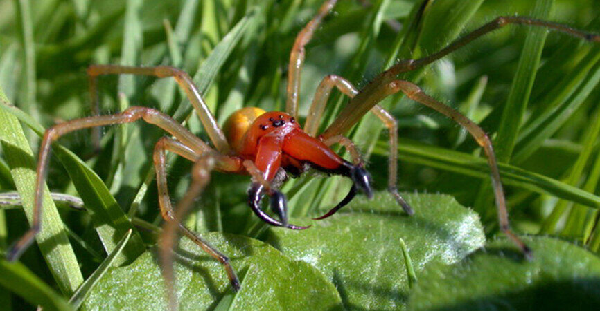 Сheiracanthium punctorium