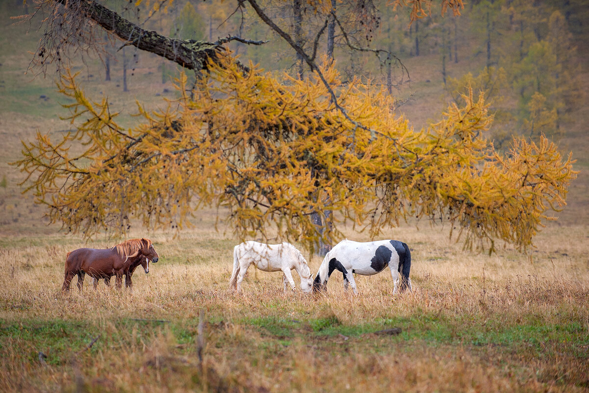Виды осенью на просторах Алтая. 