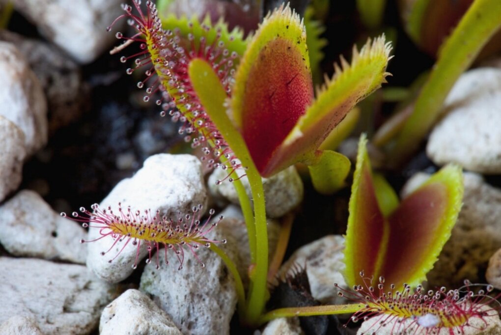 Венерина мухоловка 