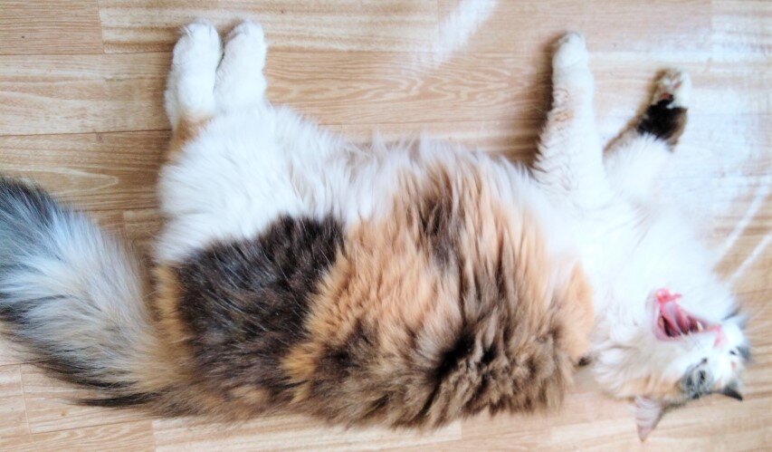 Цветка смеётся...