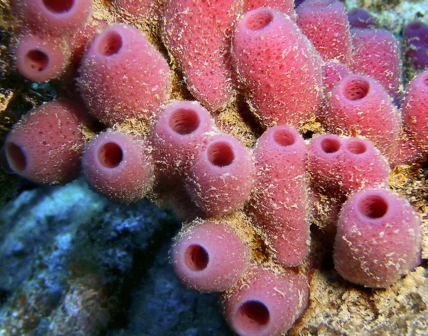 Губки появились. Губки Porifera Spongia. Морские губки кораллы. Трубчатая актиния. Морской камнеточец губка.