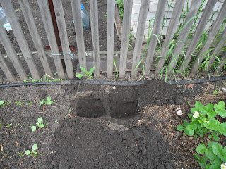  Ямки под помидоры готовы