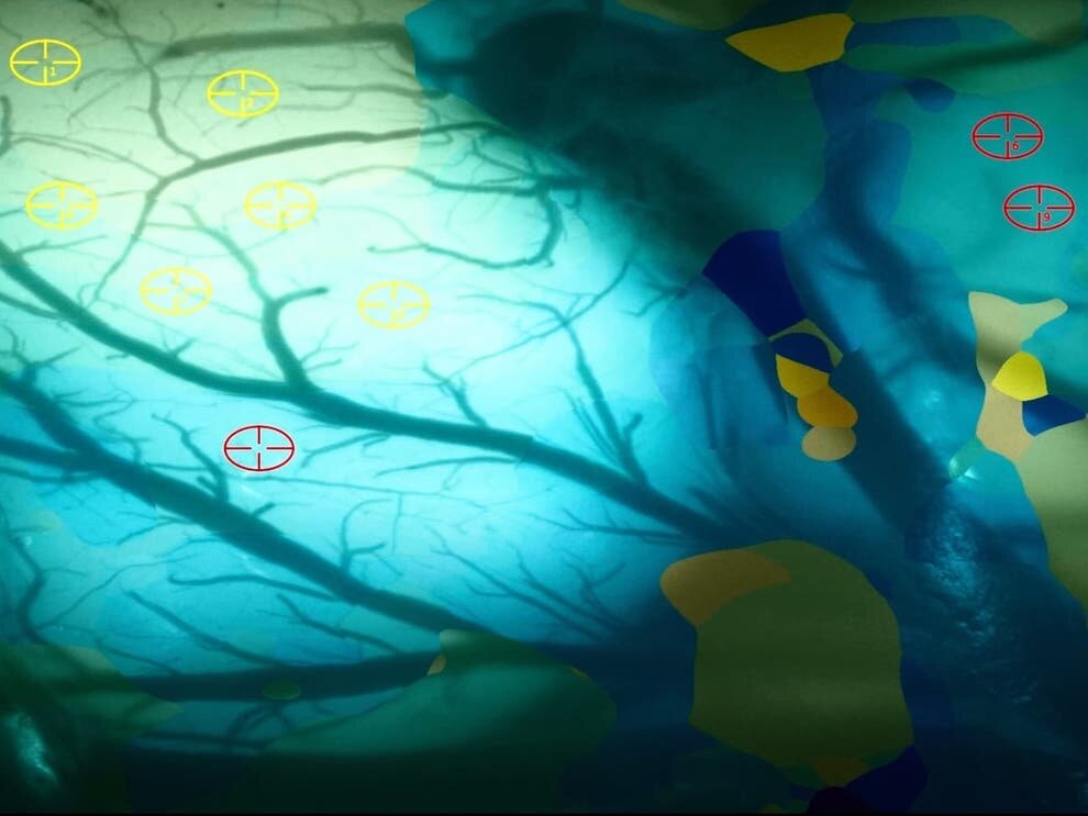 «Можно ли сделать так, чтобы обезьяны играли друг с другом в ум-понг? Это было бы здорово, - говорит Илон. Источник: https://www.independent.co.uk/