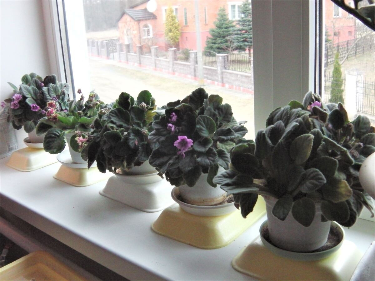 Фиалки. Фото автора