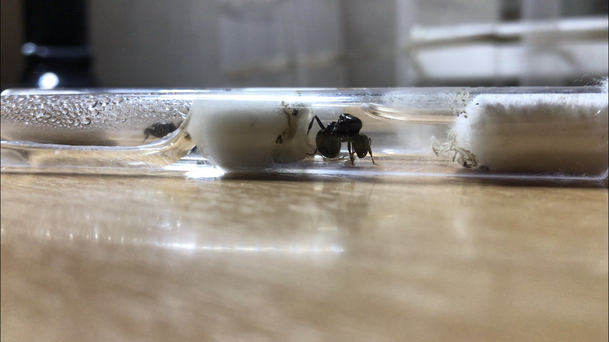 Матка и ее расплод